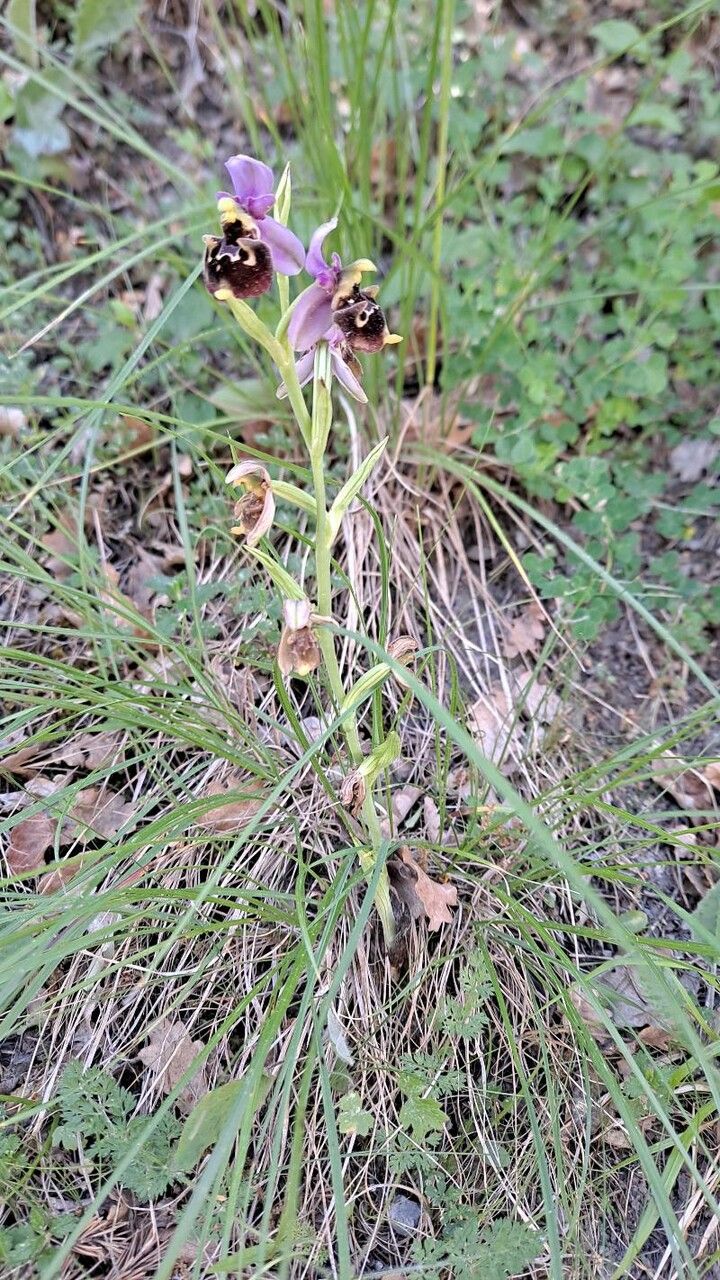 Ophrys pseudoscolopax habit