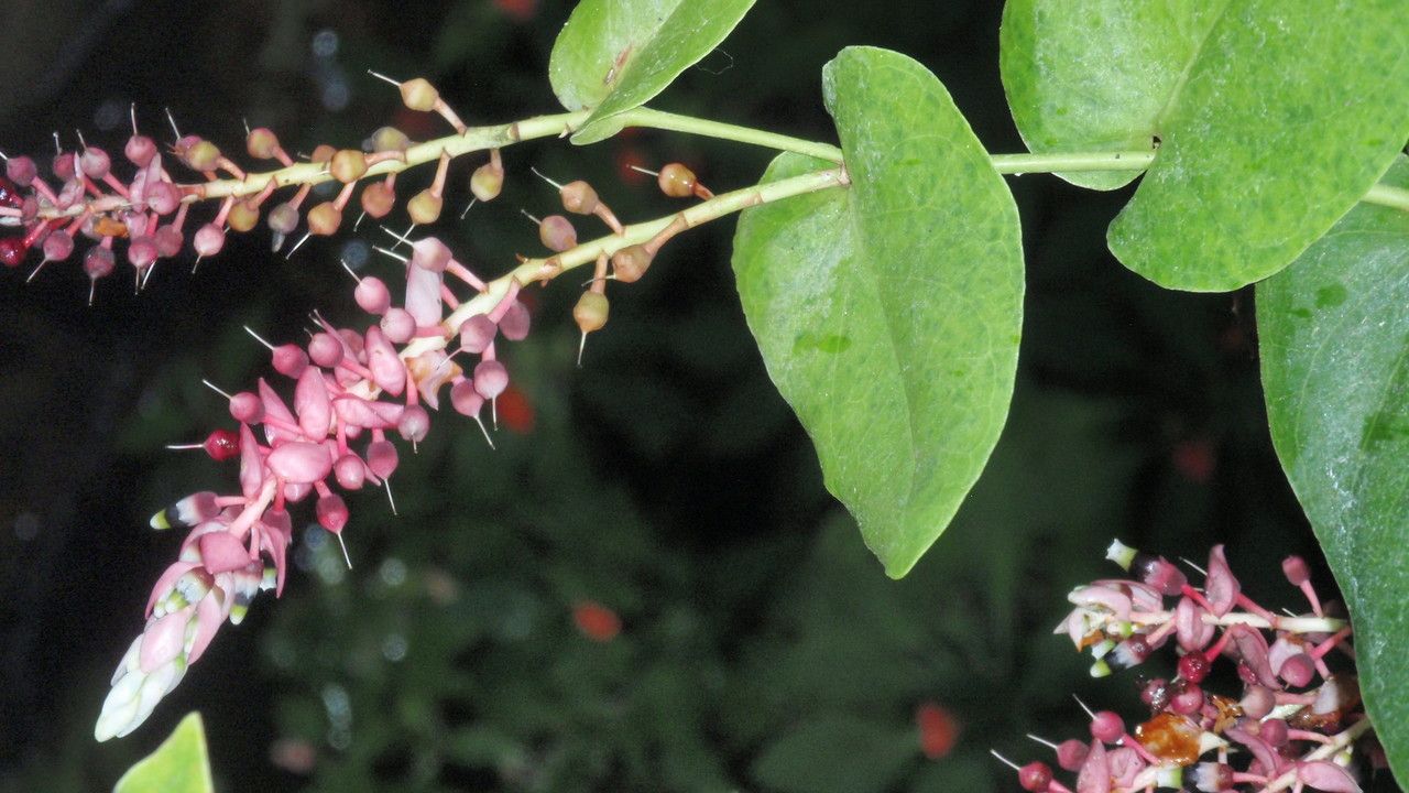 Cavendishia complectens — houseplant care guide