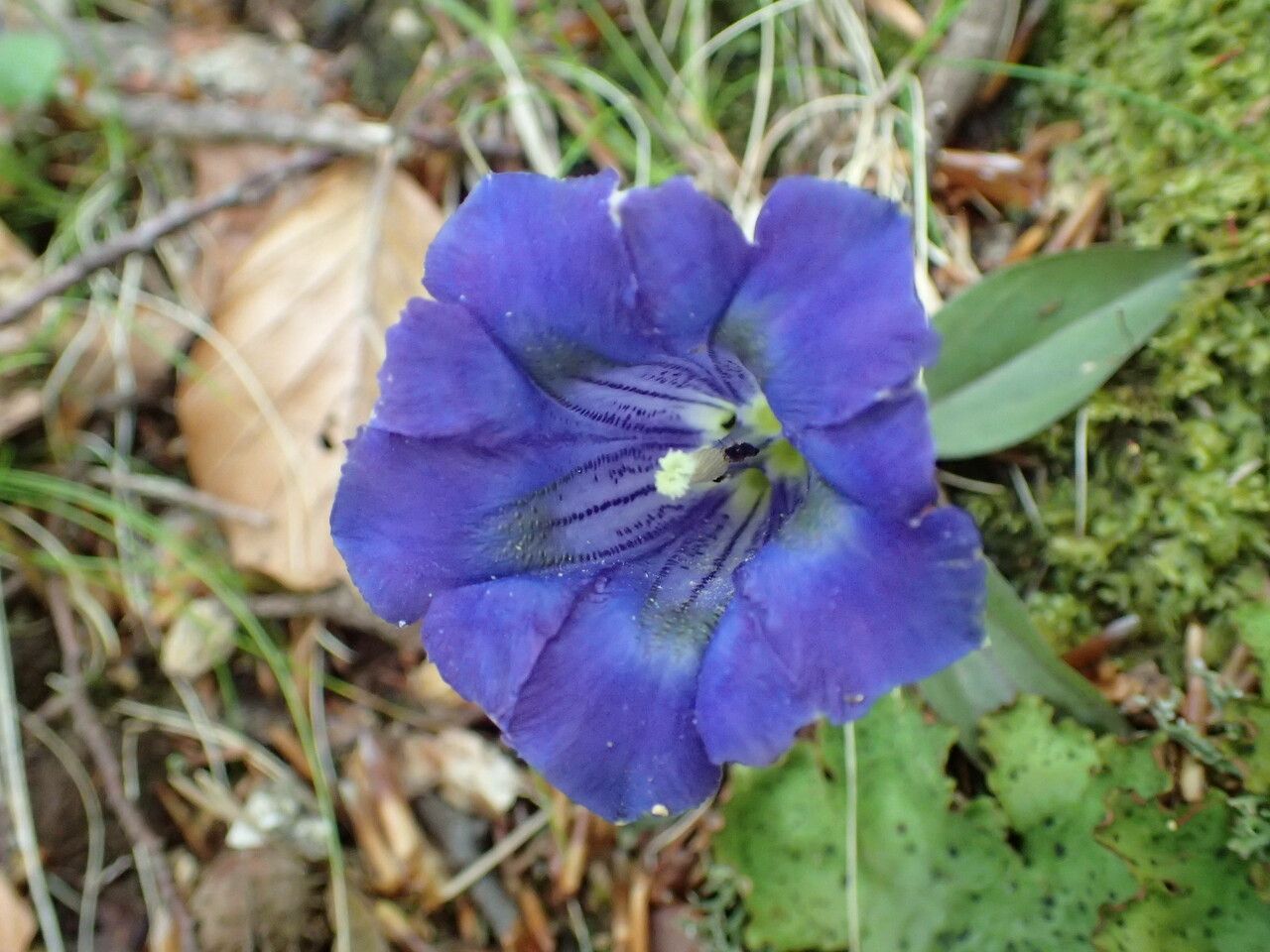 Gentiana occidentalis flower