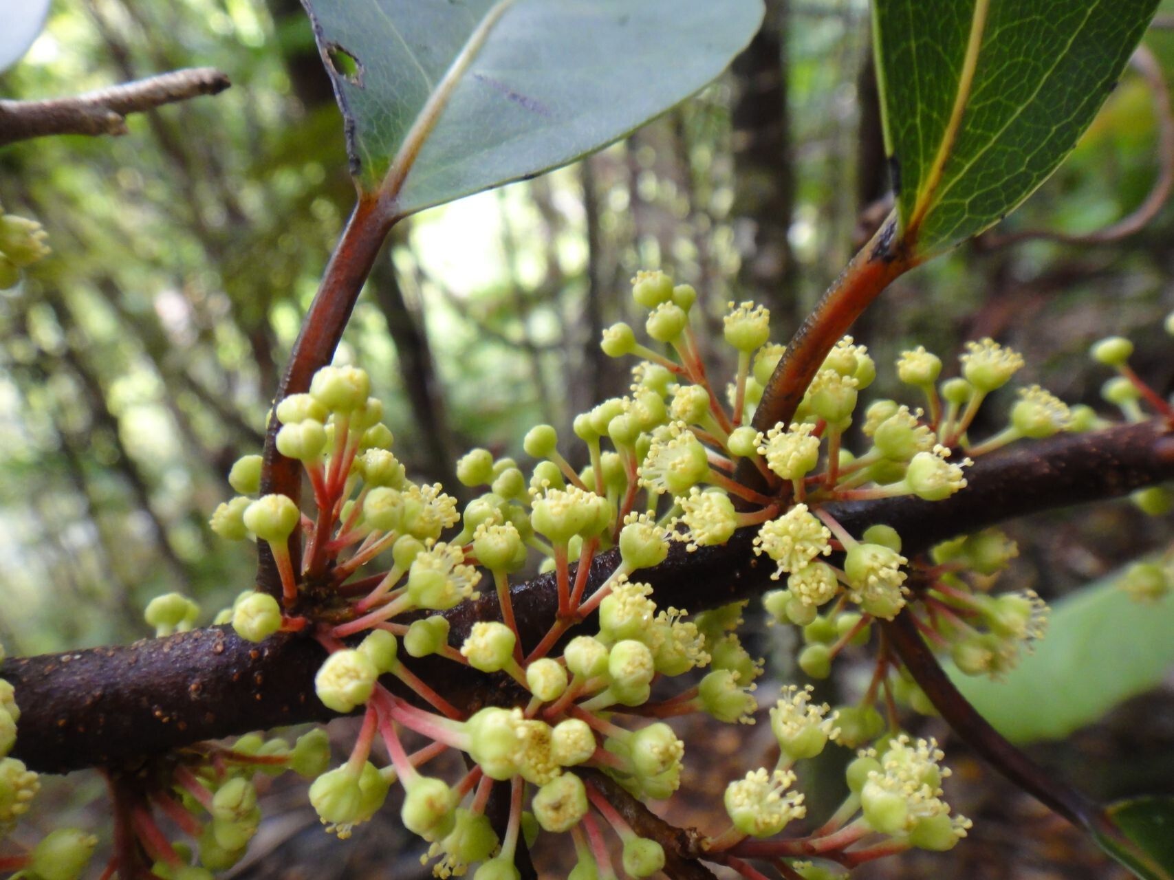 Lasiochlamys cordifolia flower