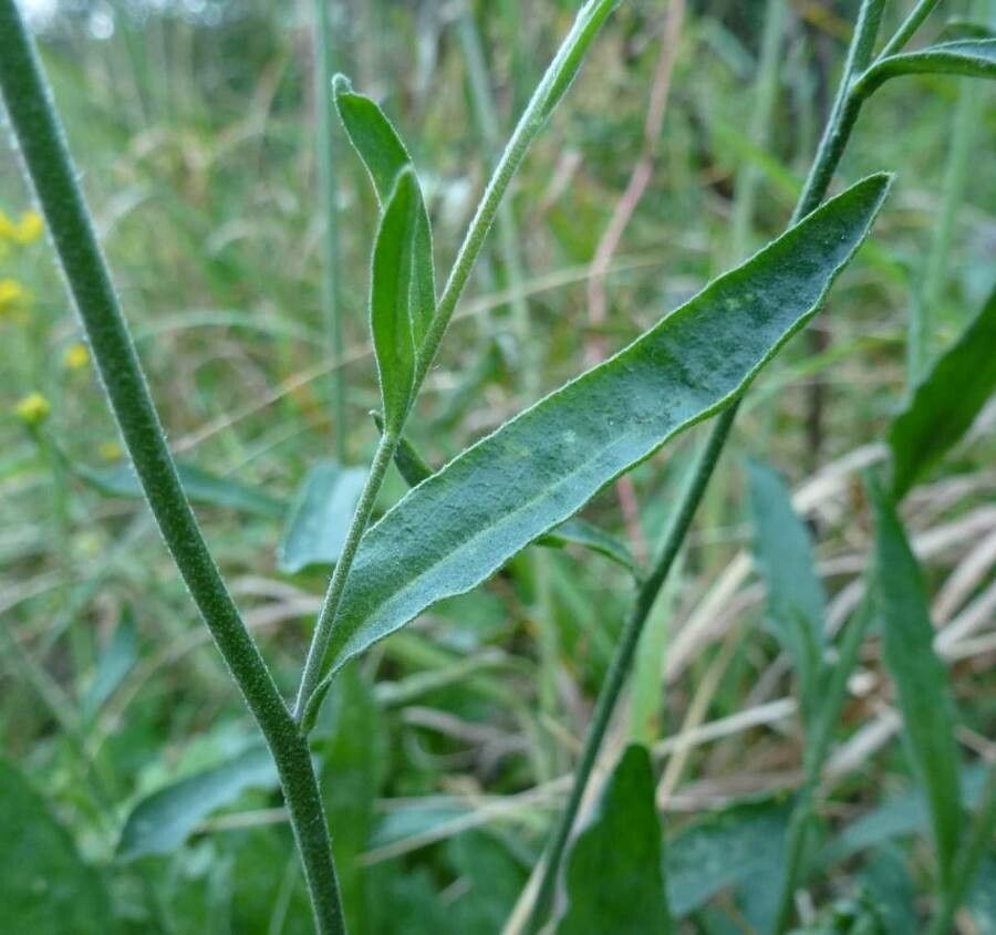 Aurinia corymbosa leaf