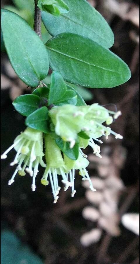 Lonicera pileata flower