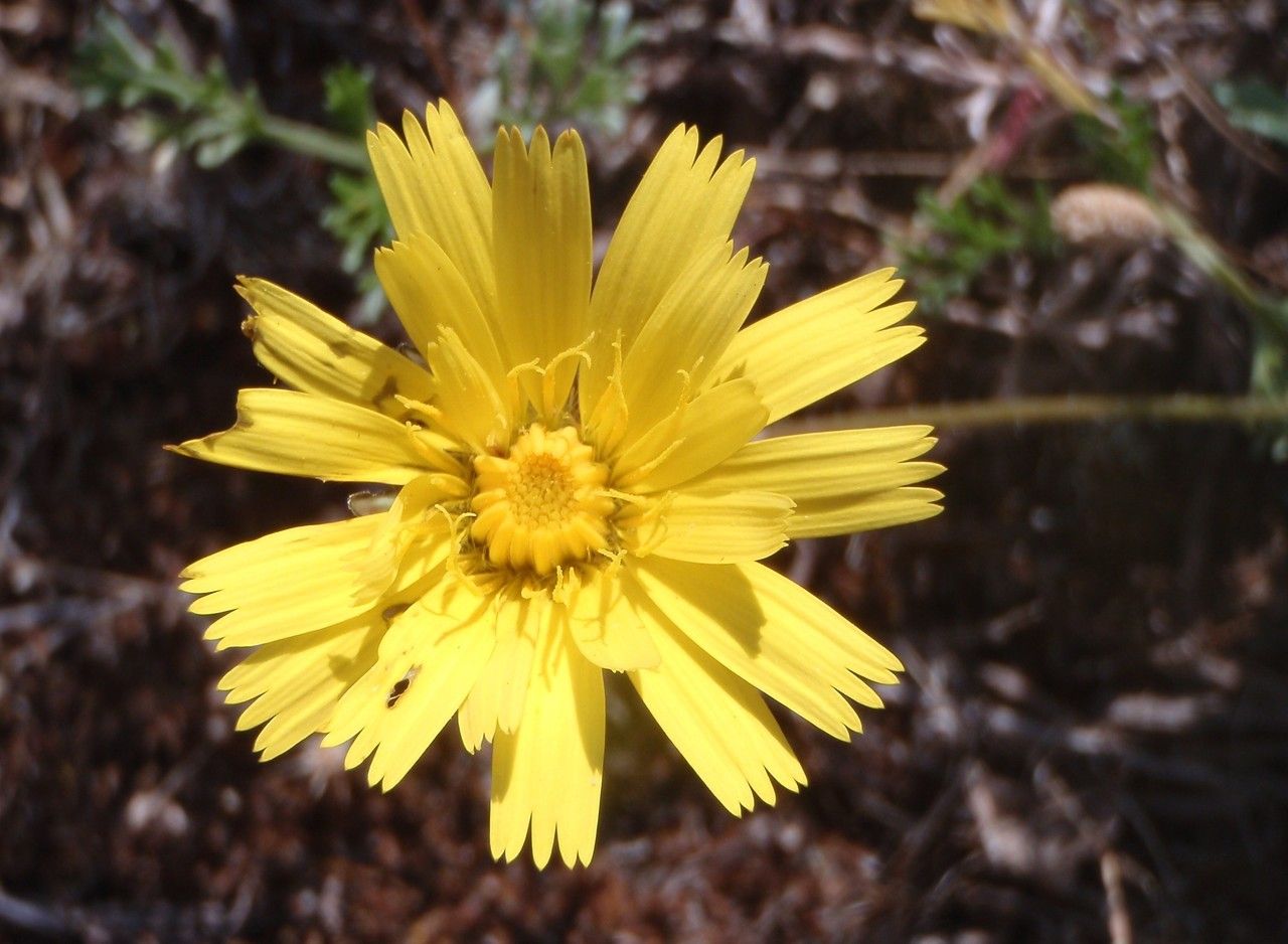 Taraxacum anglicum flower