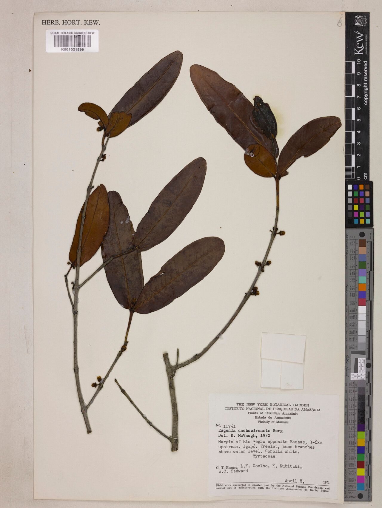 Eugenia cachoeirensis leaf