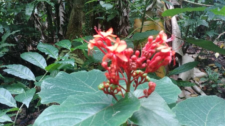 Clerodendrum speciosissimum flower