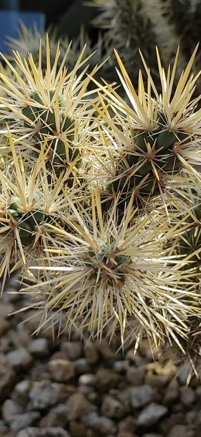 Cylindropuntia echinocarpa leaf