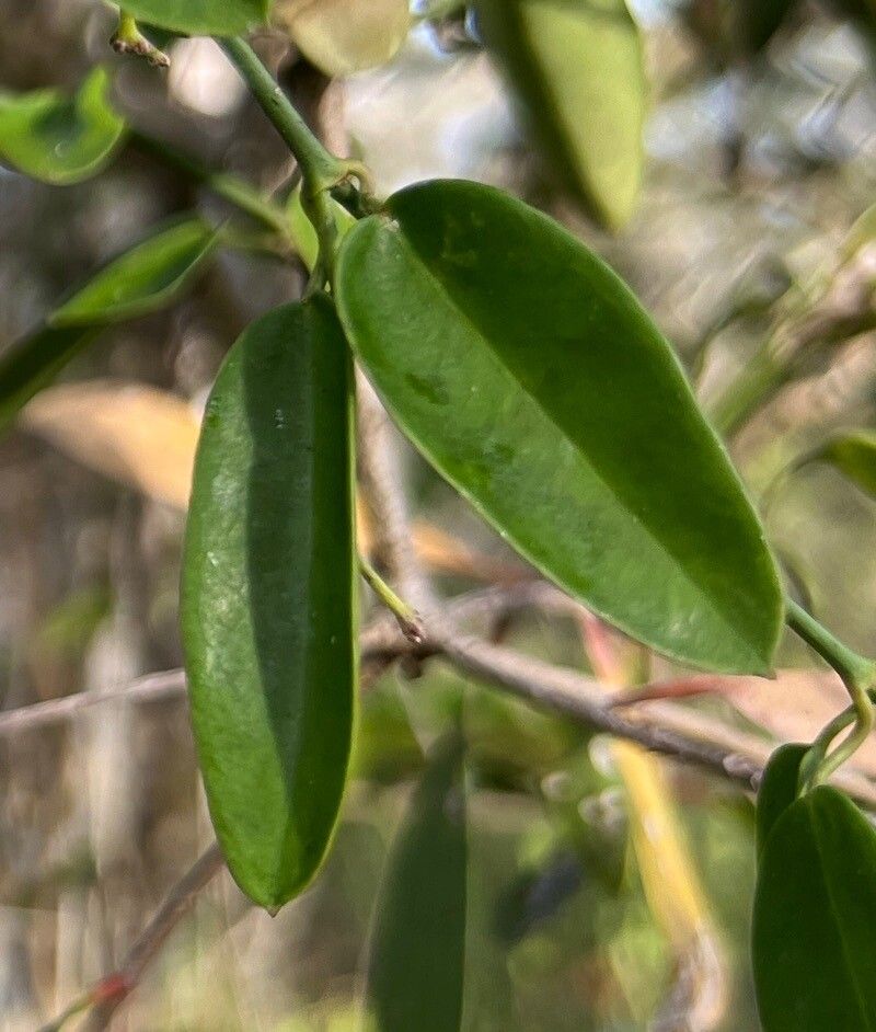 Vincetoxicum biglandulosum — related species from the same genus