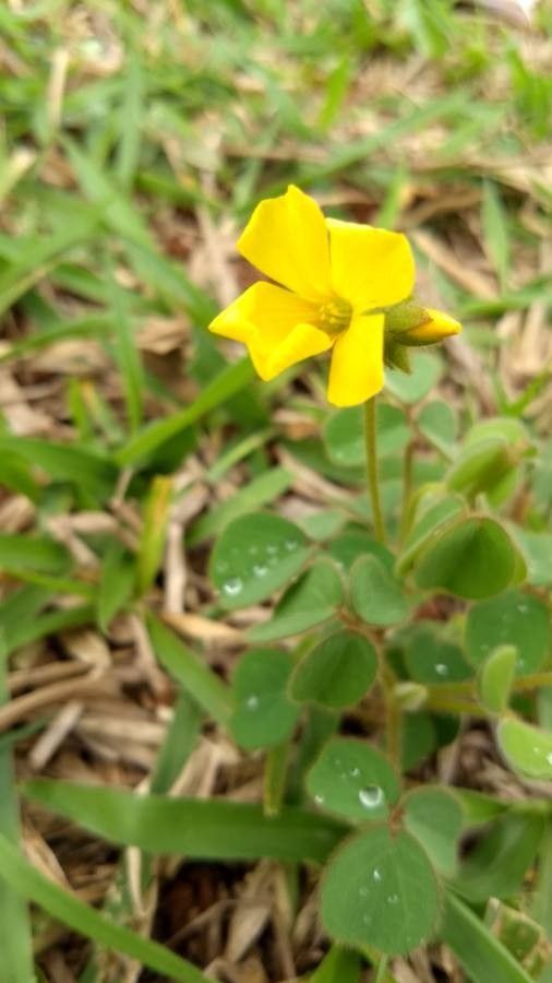 Oxalis hirsutissima — search result for 'Oxalis'