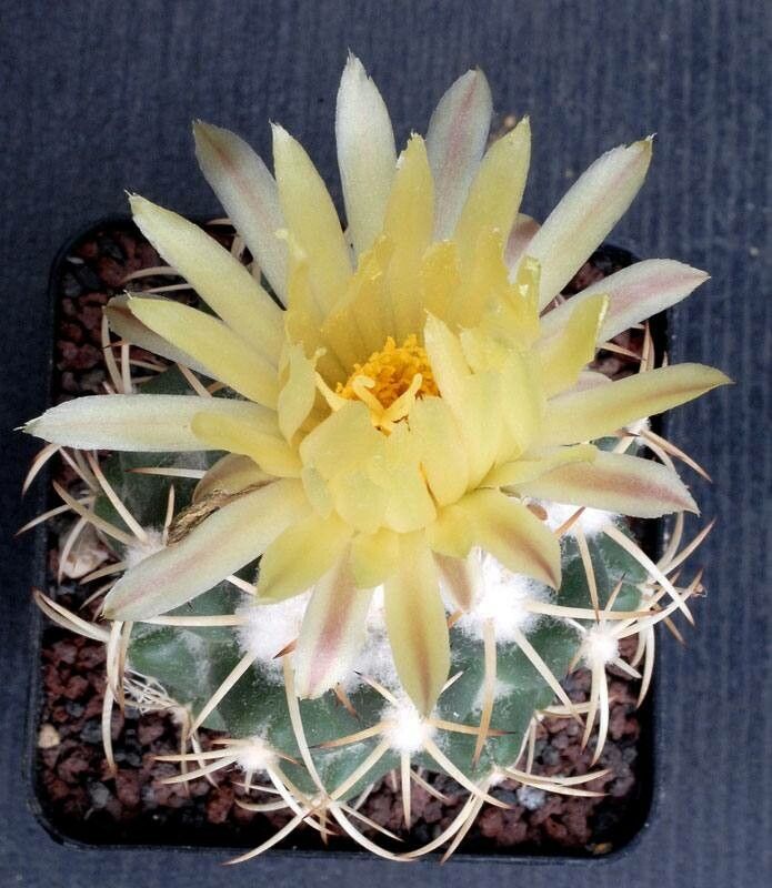 Coryphantha ottonis — search result for 'Coryphantha'