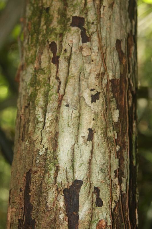 Manilkara bidentata bark