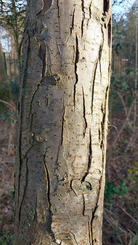 Malus transitoria bark