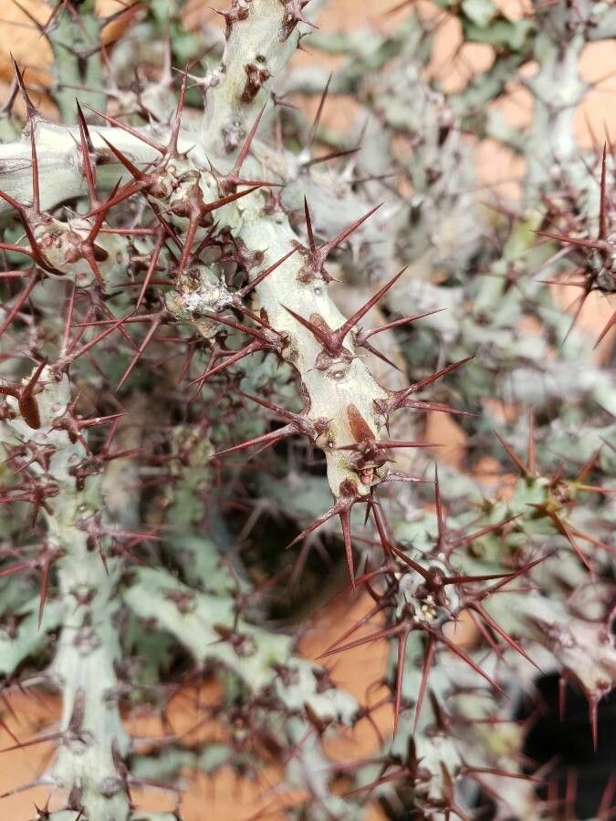 Euphorbia aeruginosa — search result for 'Euphorbia'