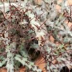 Euphorbia aeruginosa