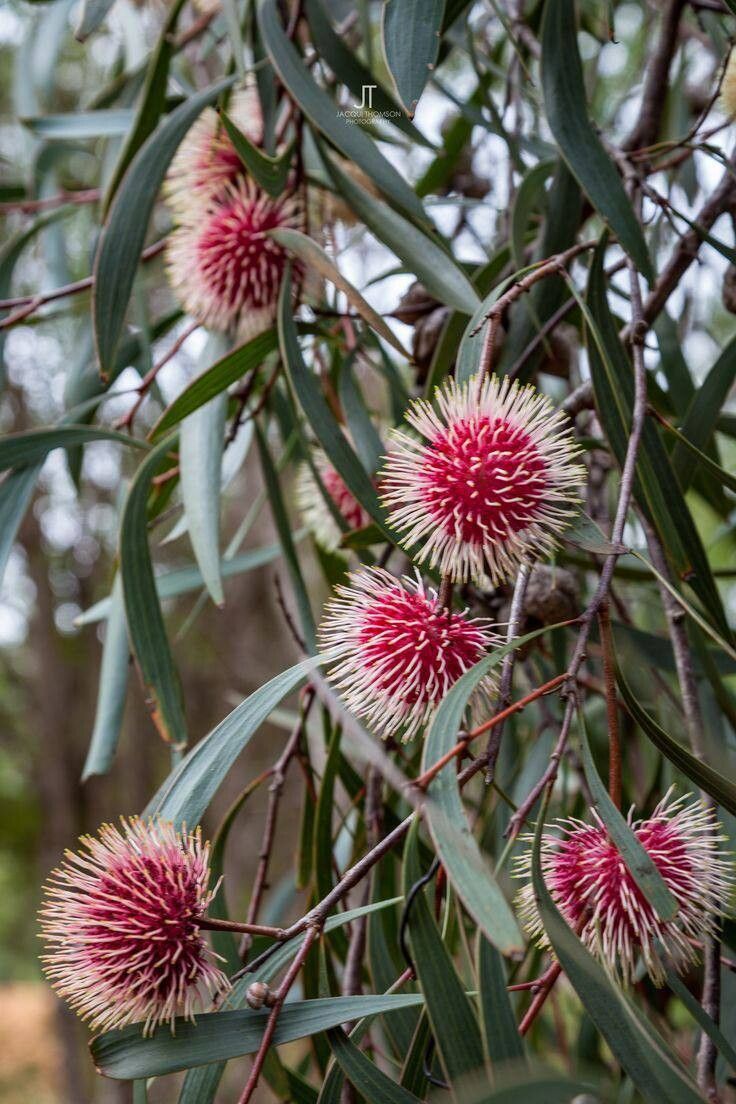 Hakea laurina fruit