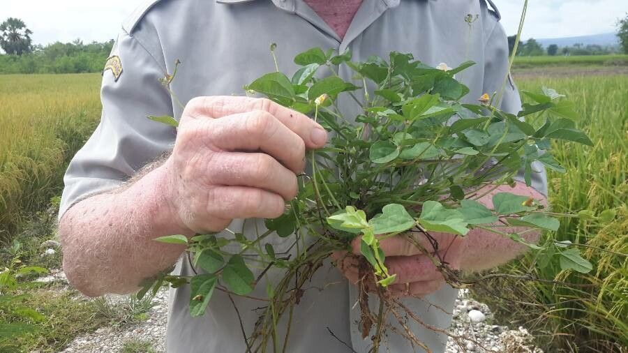 Vigna trilobata other