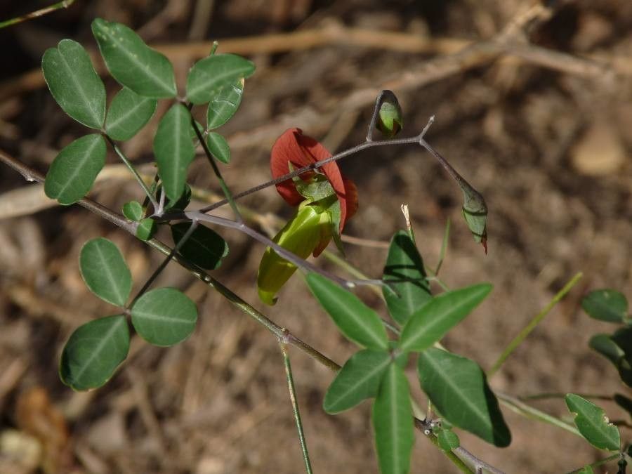 Crotalaria grevei — search result for 'Crotalaria'