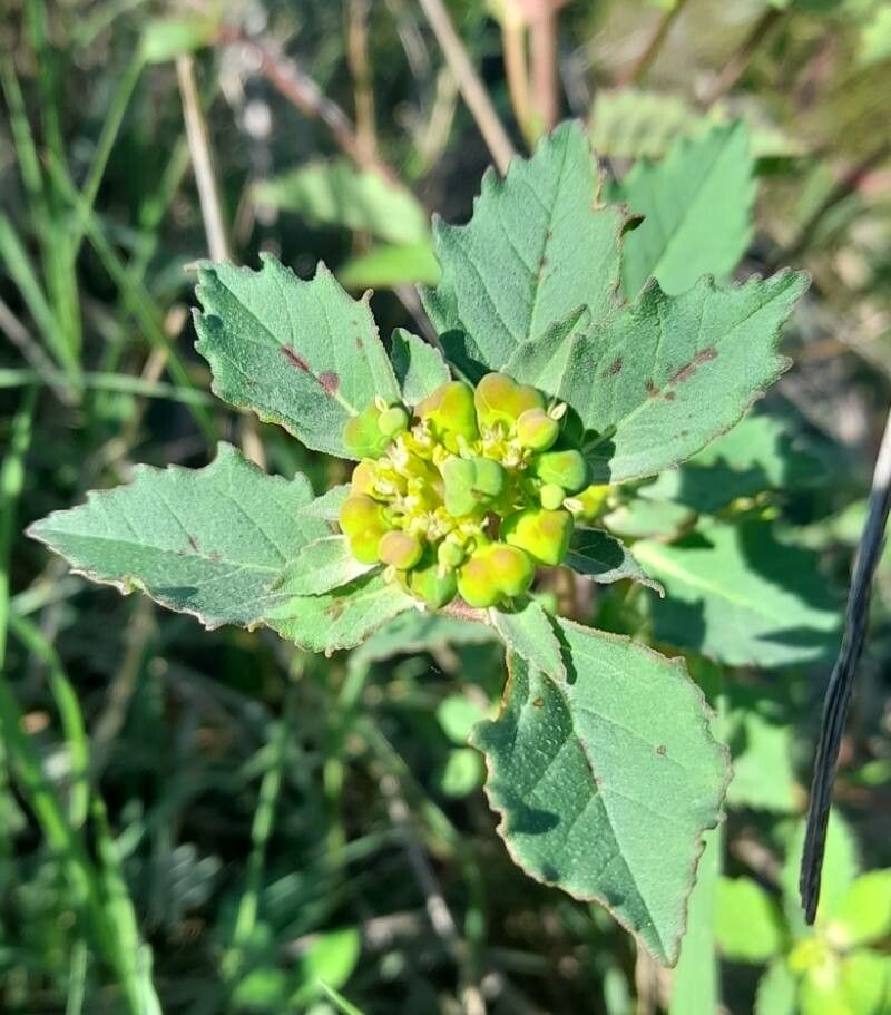 Euphorbia dentata flower
