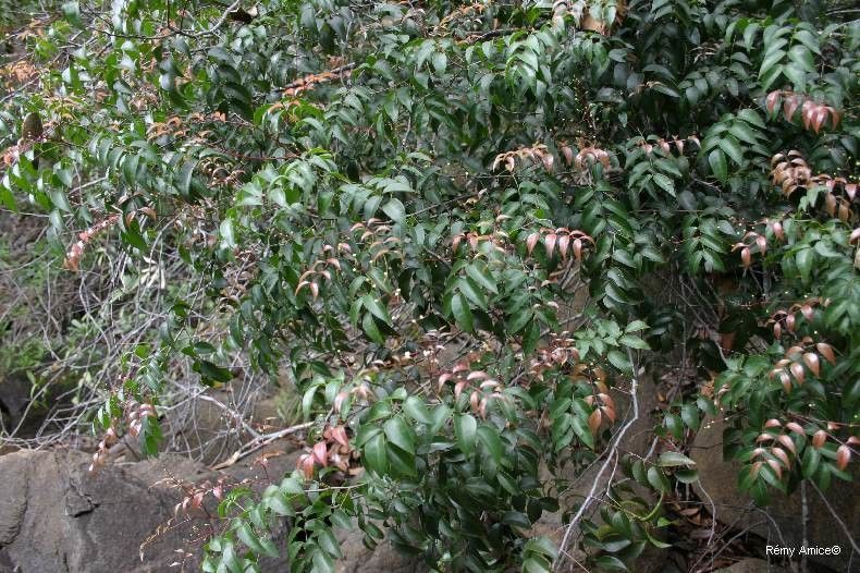 Cupaniopsis glabra habit