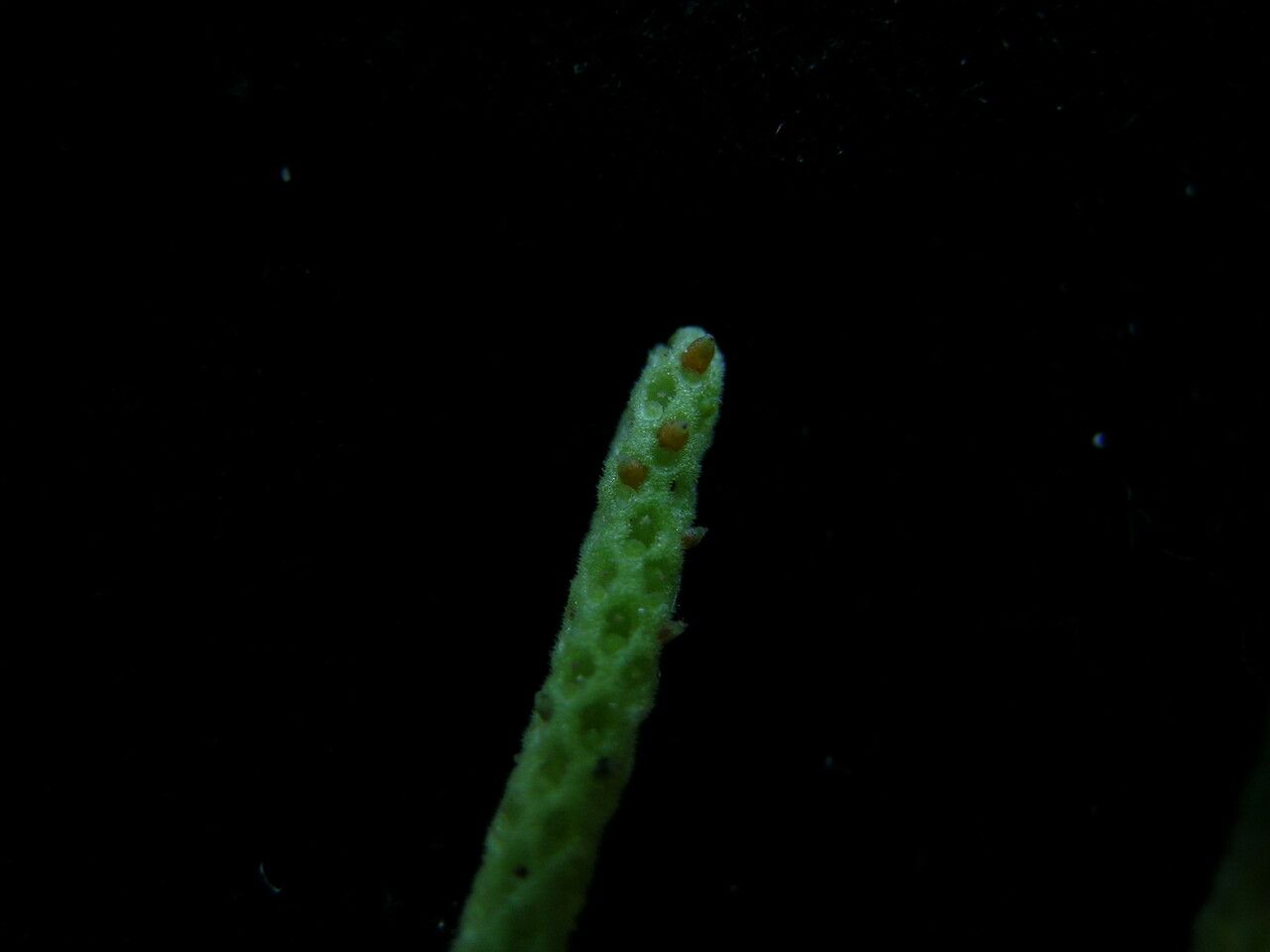 Peperomia heyneana — houseplant care guide