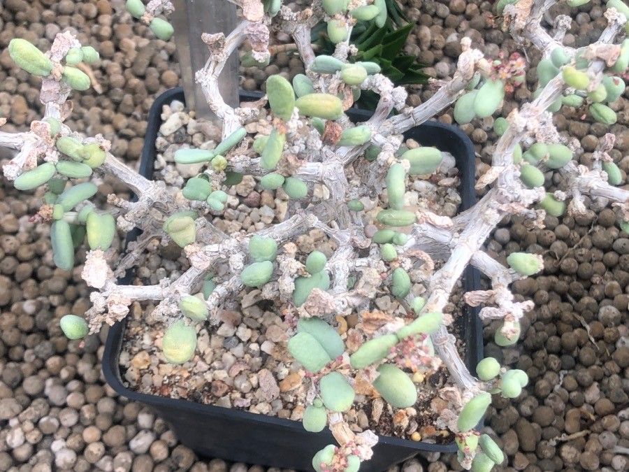 Ceraria pygmaea — search result for 'Namibia'