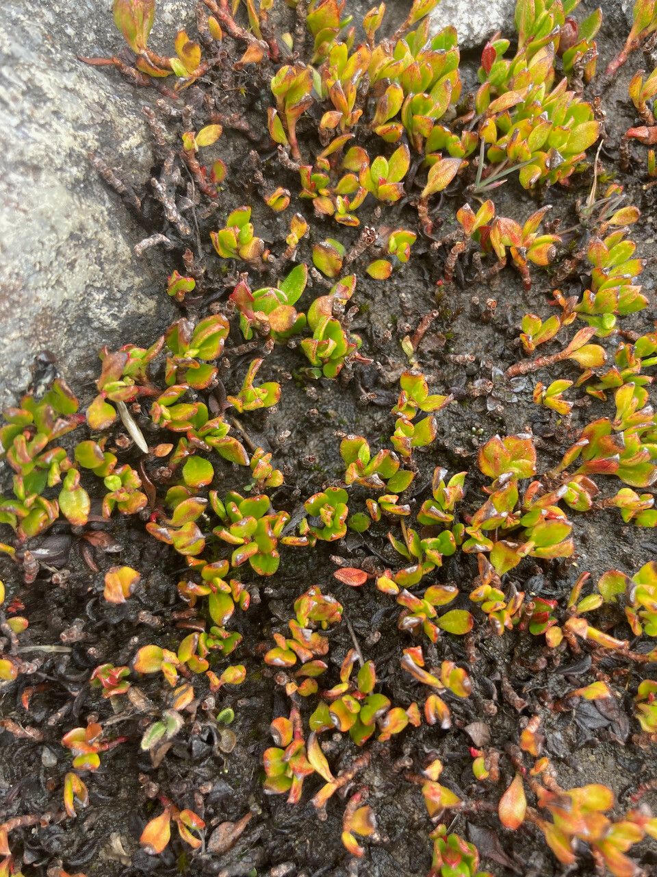 Muehlenbeckia volcanica habit