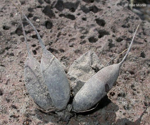 Perideridia oregana habit