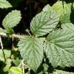 Rubus ursinus