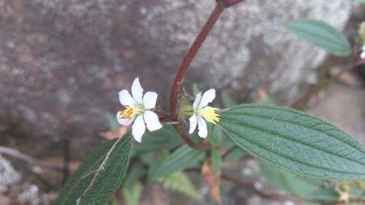 Tibouchina longifolia flower
