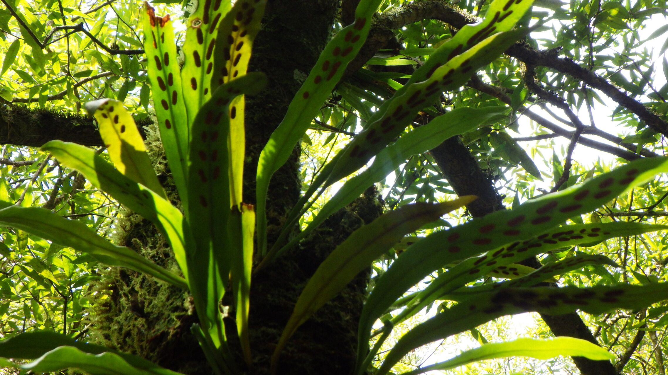 Loxogramme lanceolata habit