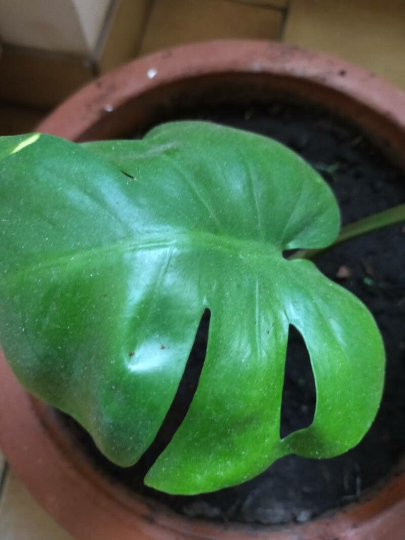 Monstera punctulata leaf