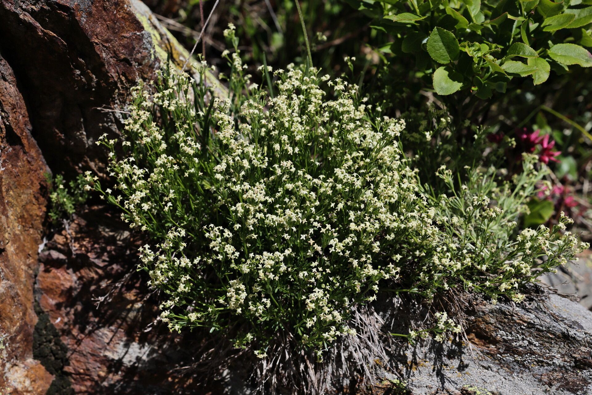 Galium tendae flower