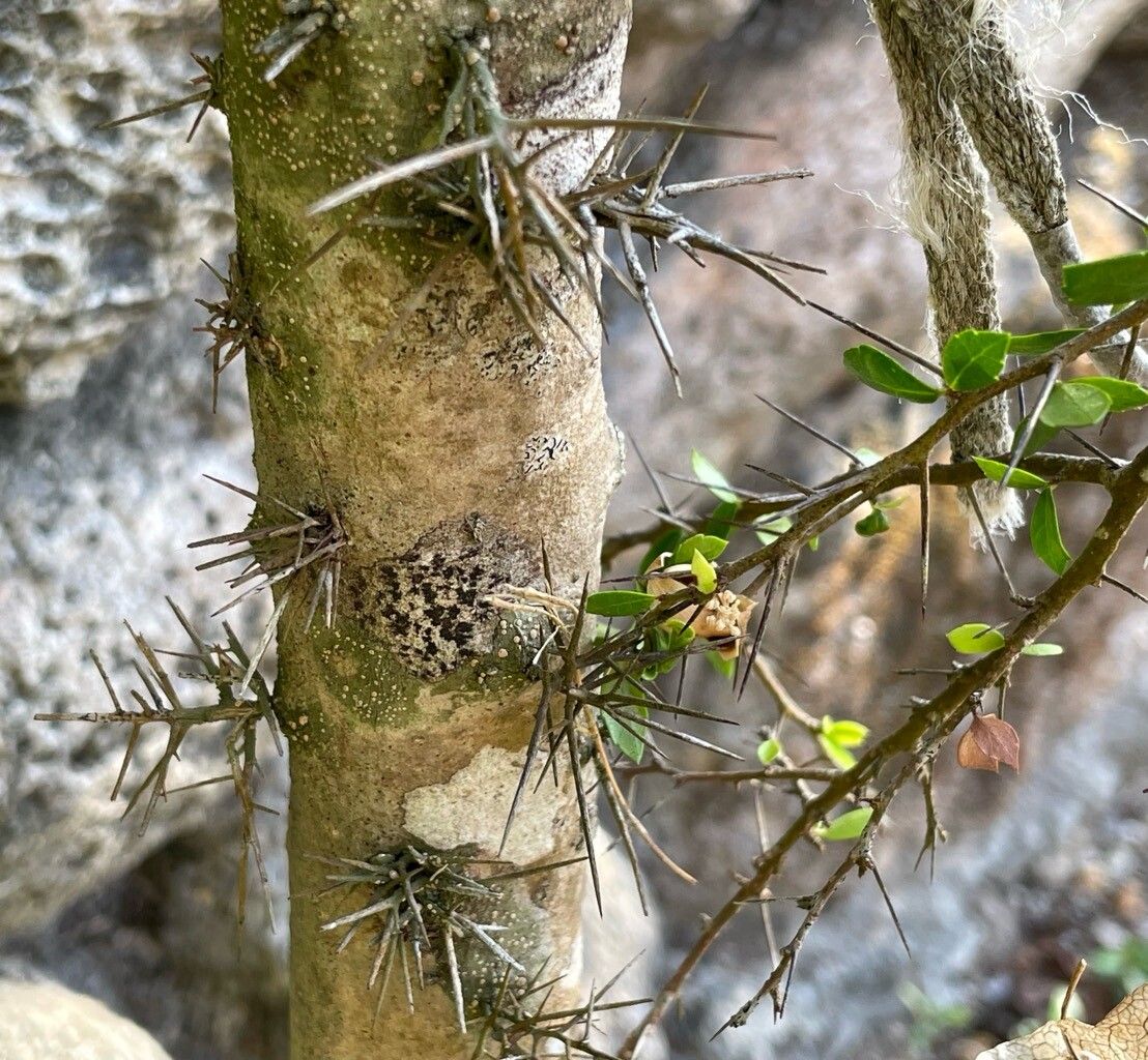 Xylosma bahamensis bark