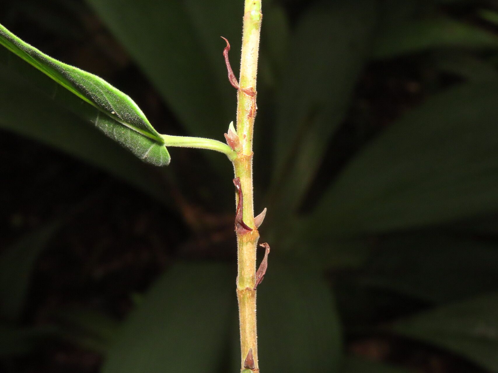 Ficus donnell-smithii other