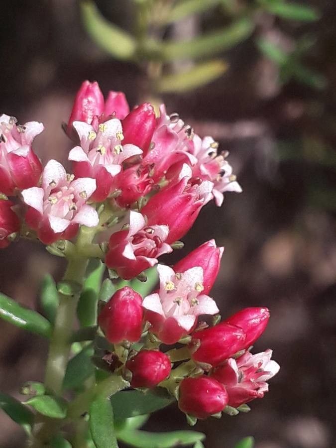 Crassula sarcocaulis flower