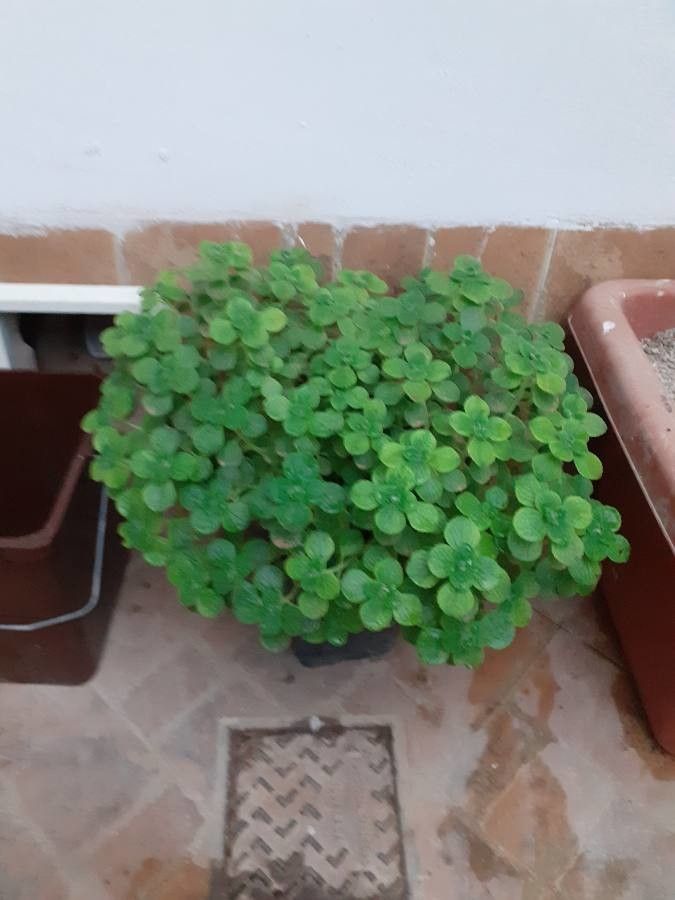 Coleus tomentifolius — search result for 'Coleus'