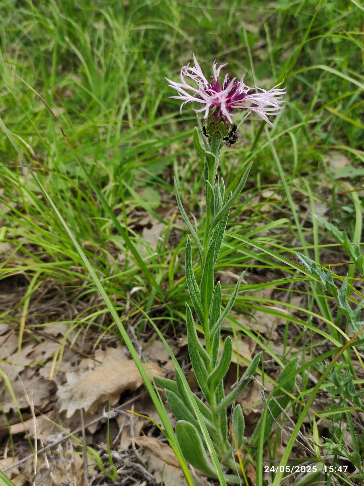 Centaurea pseudoaxillaris — houseplant care guide