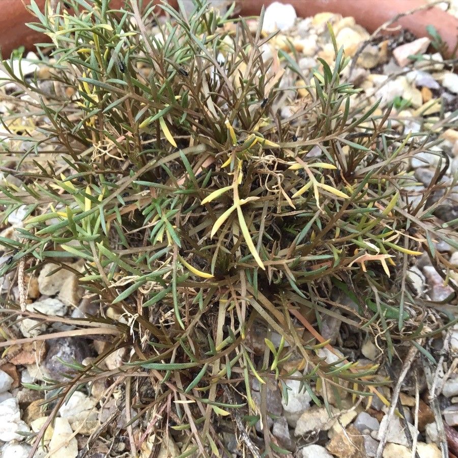 Lepidium navasii — search result for 'Lepidium'