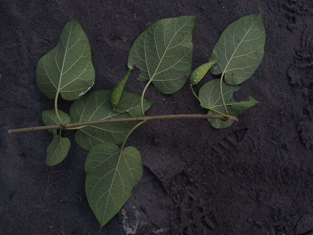 Marsdenia roylei habit