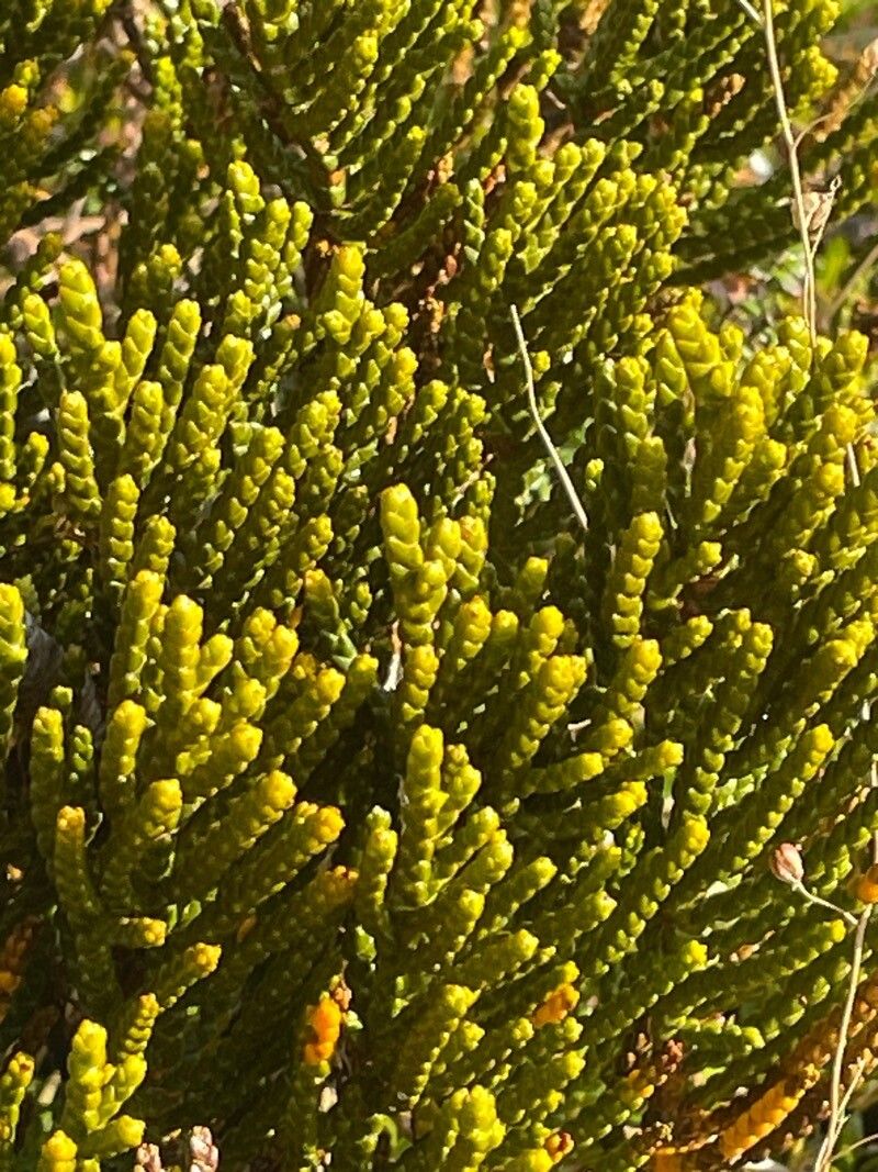 Veronica hectorii — houseplant care guide