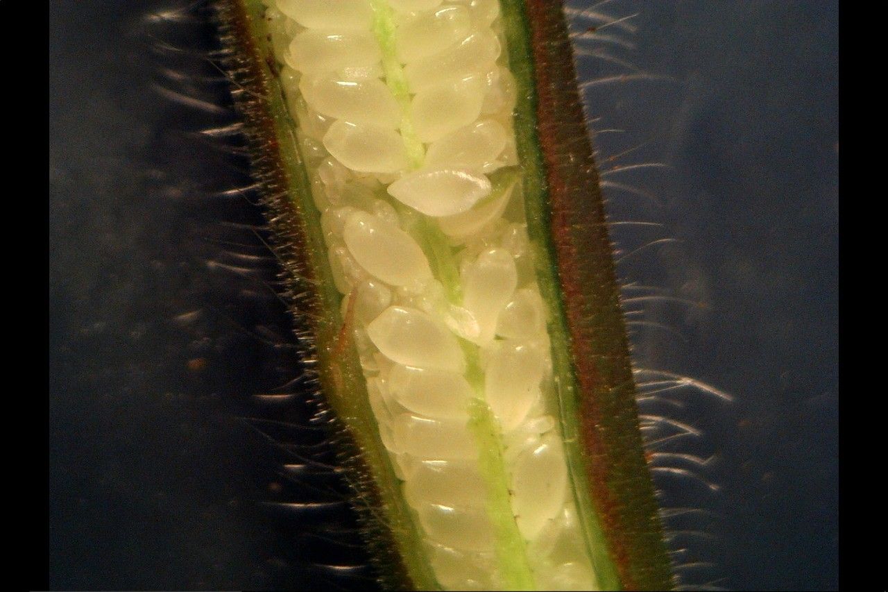 Oenothera stricta fruit