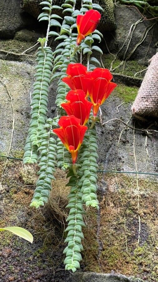 Columnea gloriosa flower
