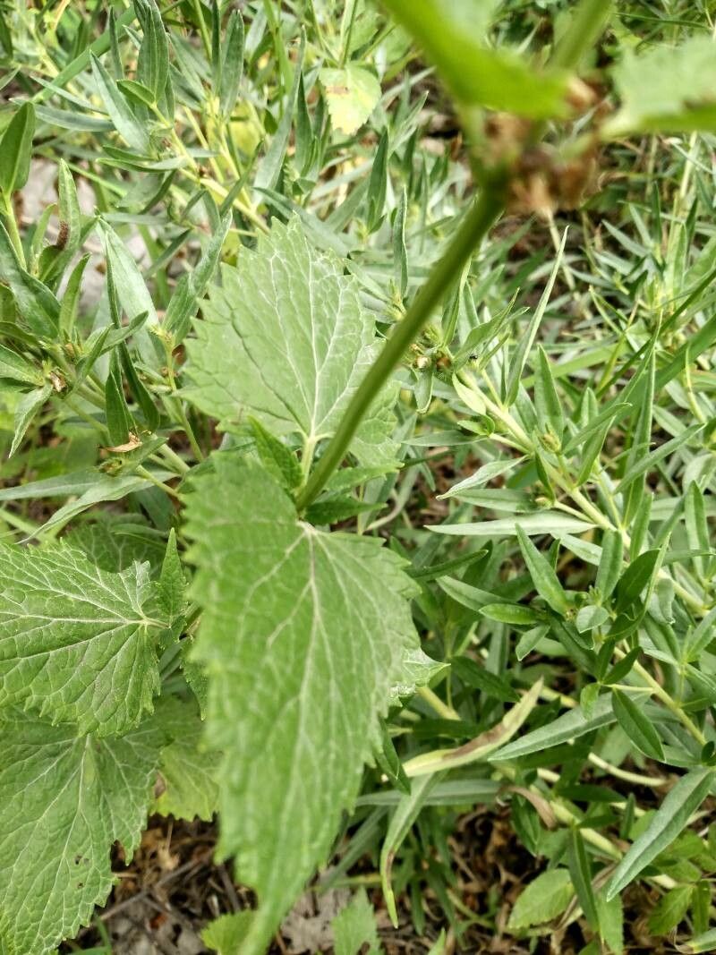 Agastache urticifolia leaf