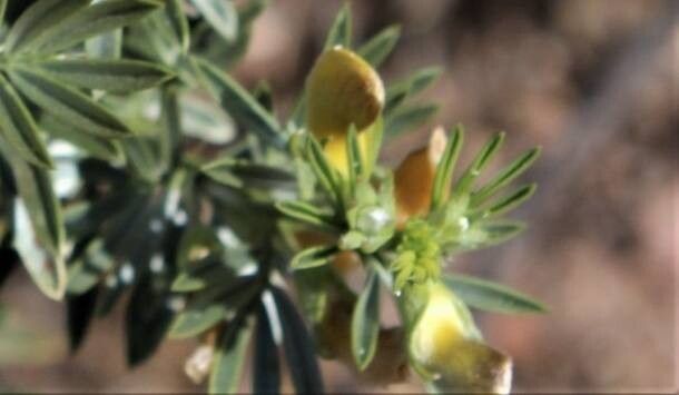 Adesmia loudonia flower