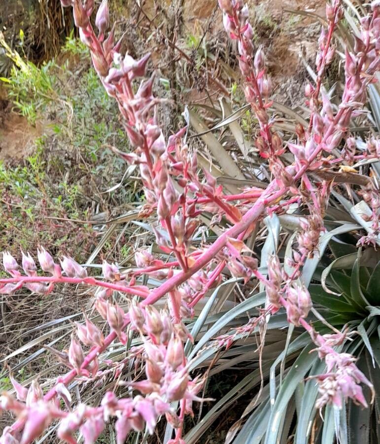 Puya spathacea flower