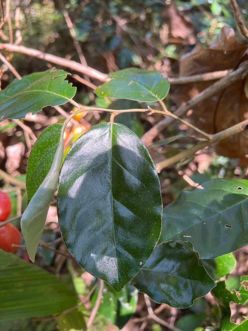 Elaeagnus latifolia — search result for 'Elaeagnus'