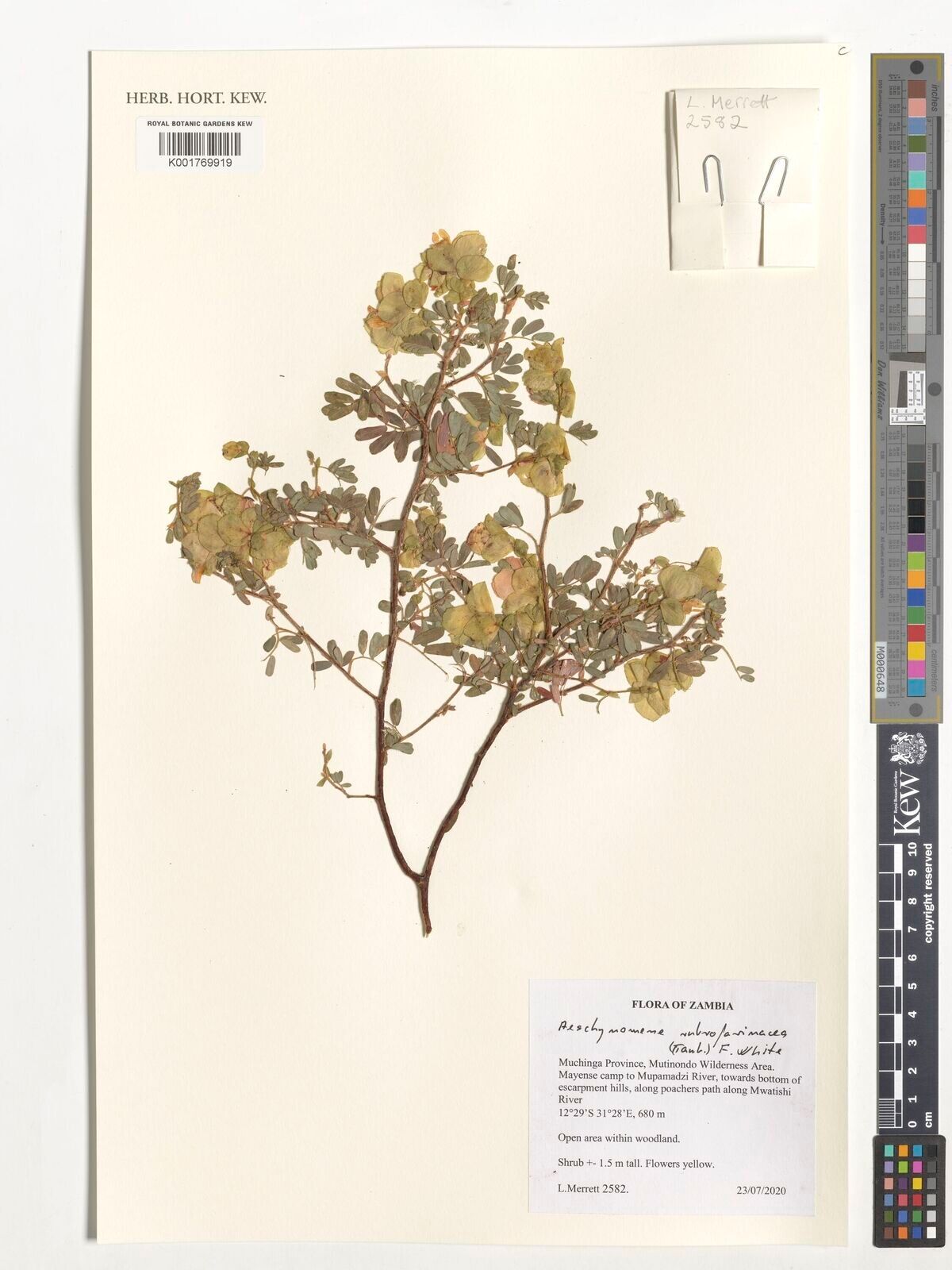 Aeschynomene rubrofarinacea — houseplant care guide