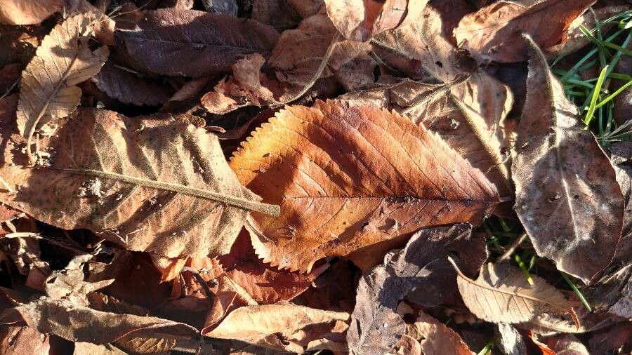 Crataegus germanica — search result for 'Crataegus'
