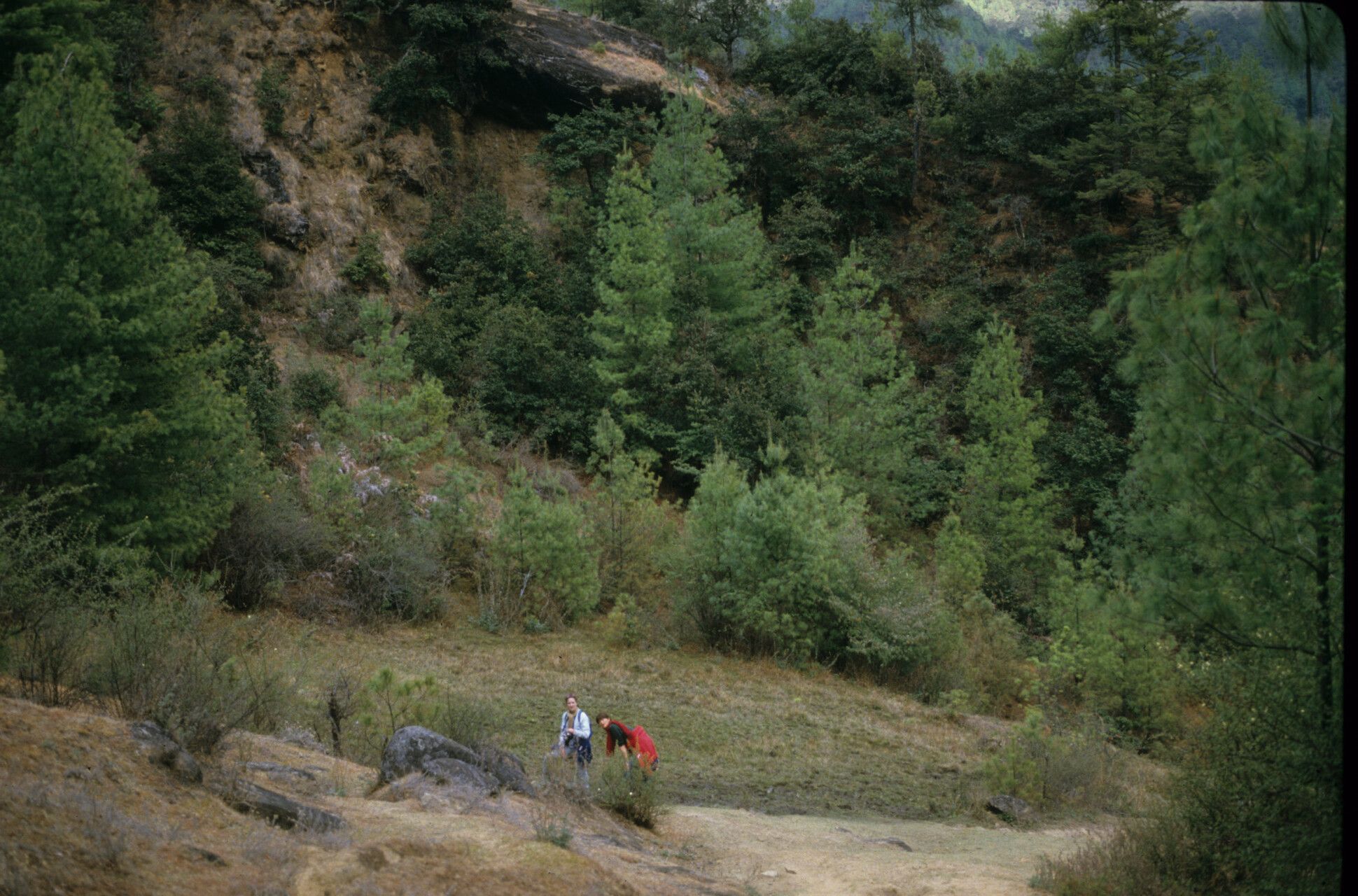 Rhododendron virgatum habit