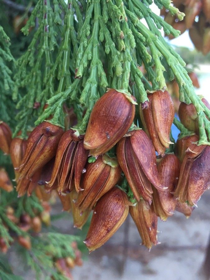 Calocedrus decurrens fruit