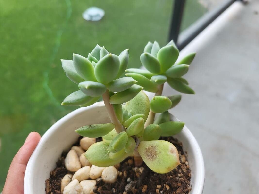 Sedum mendozae fruit